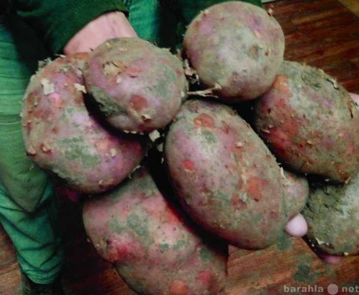 Продам: Картофель в Кемерово Розара