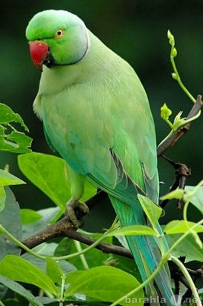 Продам: самку ожерелового попугая