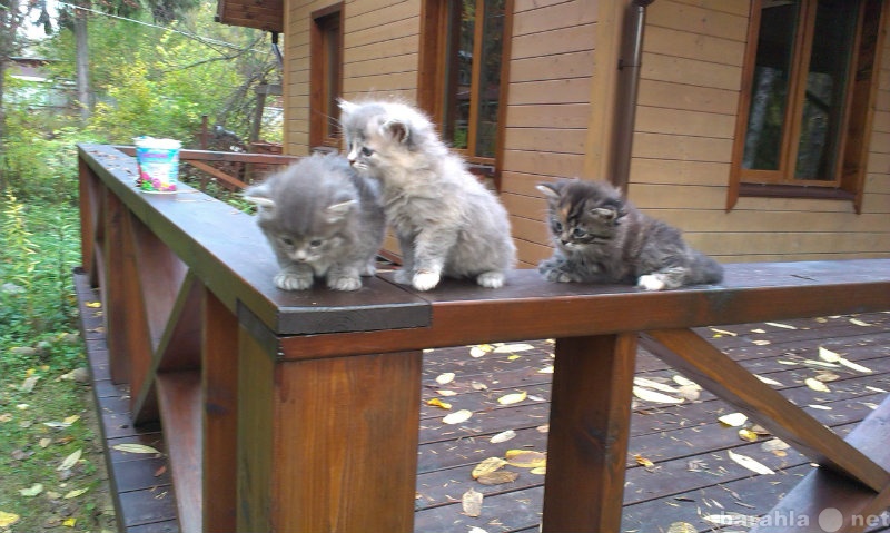 Продам: Котята от сибирской голубой кошки