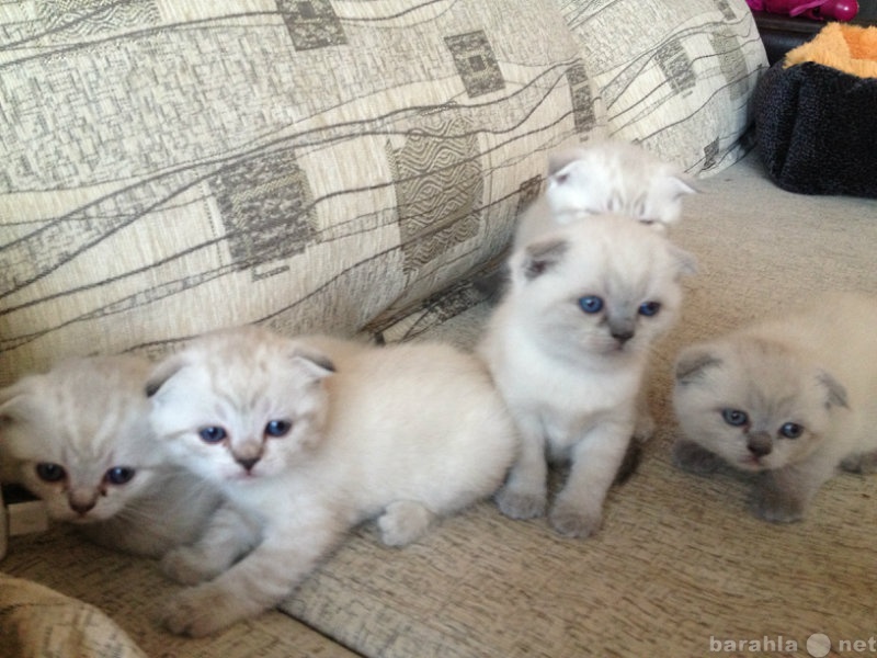 Продам: белые вислоухие котята