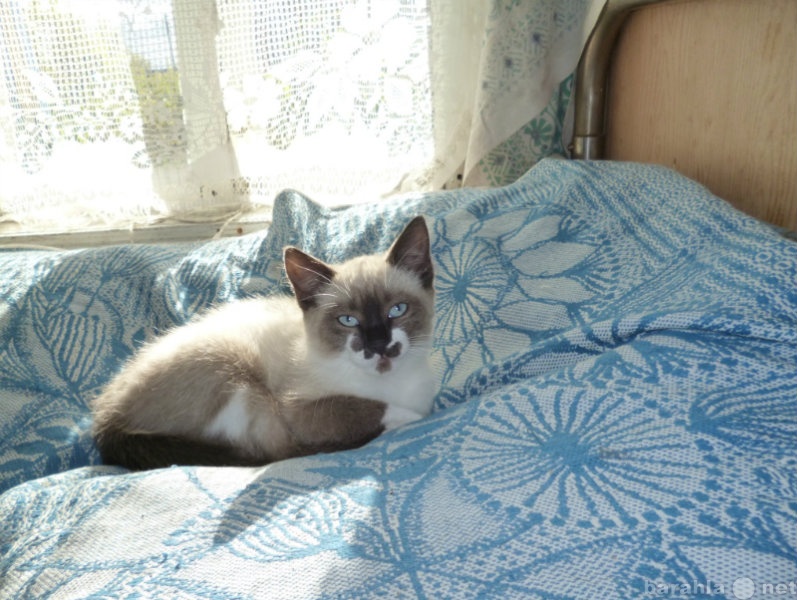 Отдам даром: Котёнок, 3 месяца, сиамского окраса