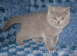 Продам: Британские чистокровные плюшевые котята