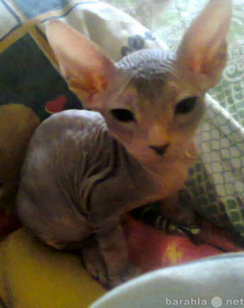 Продам: котенка породы донской сфинкс