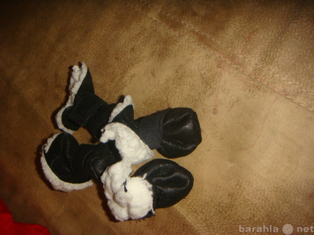 Продам: ботиночки для маленькой собачки