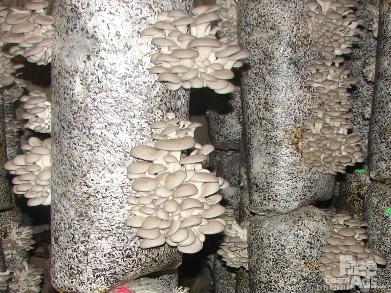 Продам: Готовые грибные блоки