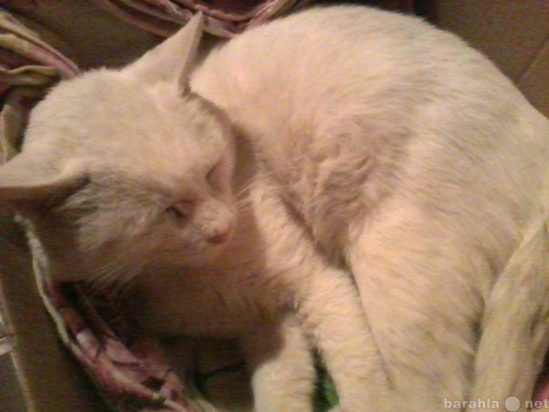 Отдам даром: Белый кот с зелеными глазами ищет дом!