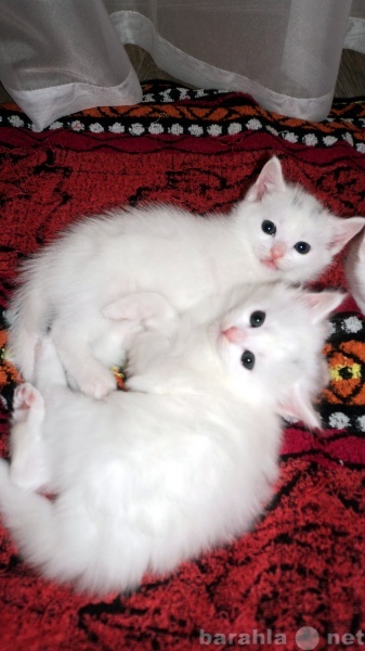 Продам: Белоснежные породистые котята