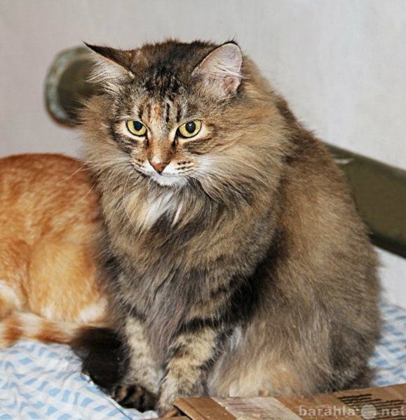 Продам: Самый пушистый, самый мохнатый кот в мир