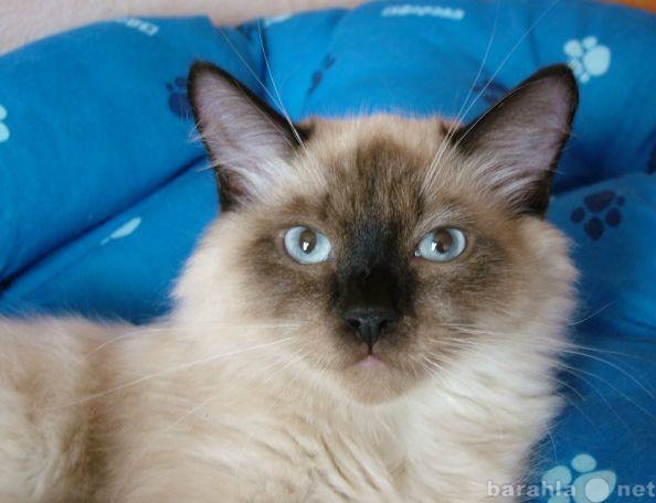 Отдам даром: Очаровательные тайские котята