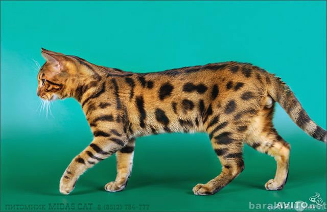 Продам: Бенгальские котята - домашние леопардики