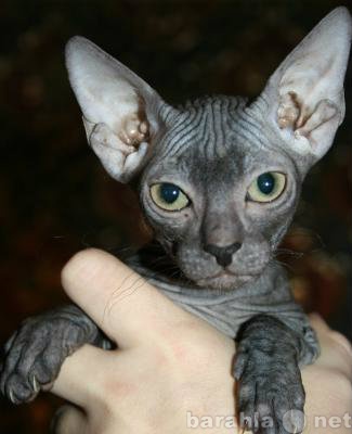 Продам: котенка донского сфинкса (велюрчик)