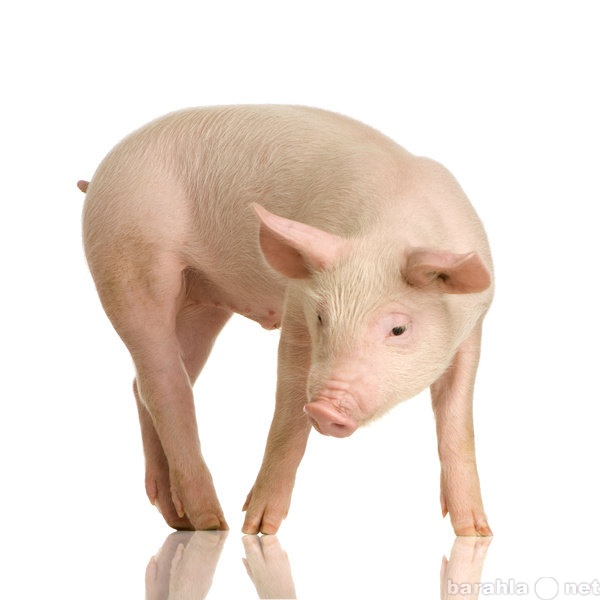 Куплю: свинина