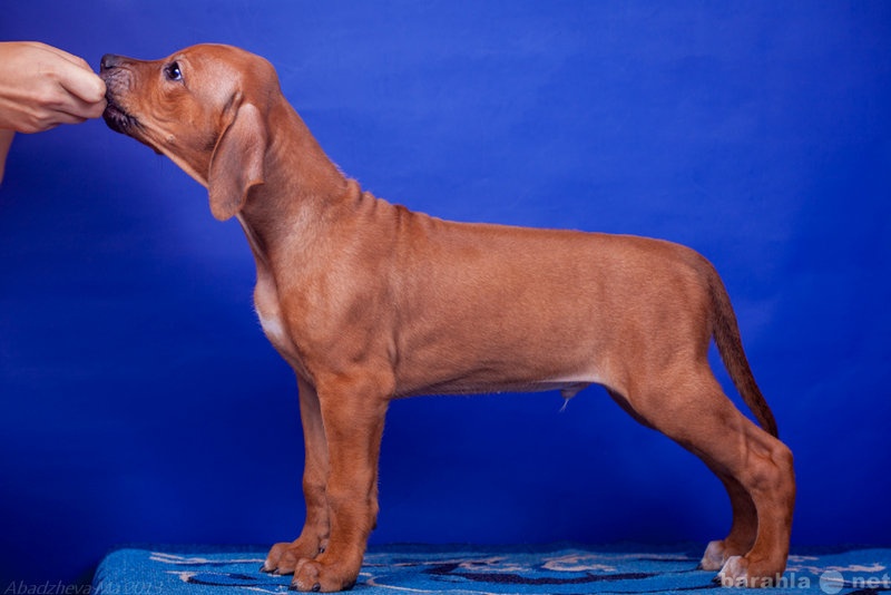 Продам: Великолепные щенки родезийского риджбека