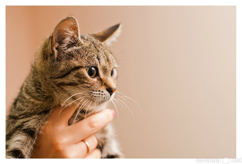 Отдам даром: Кошка для любителя кошачьей красоты