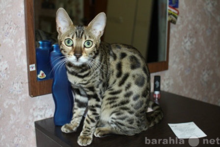 Продам: Шикарная бенгальская кошка