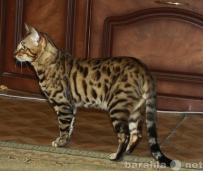 Продам: Бенгальский кот. Вязка
