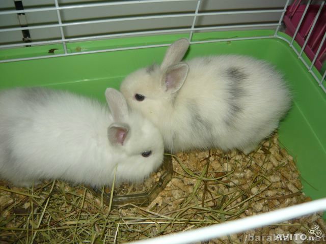 Продам: Карликовые голубоглазые крольчата
