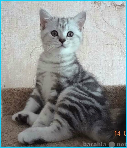 Продам: Британский вискасный котенок(Челябинск)