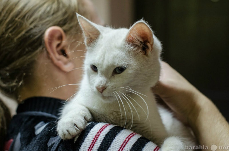 Отдам даром: белоснежный кот с голубыми глазами