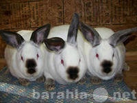 Продам: племкролики и крольчата