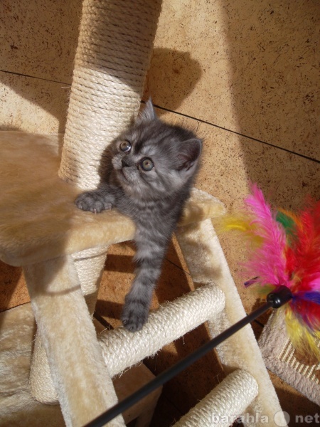 Продам: Дымчатый котенок (мальчик), 1.5 месяца.