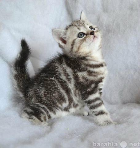 Продам: Британские короткошерстные плюшевые котя
