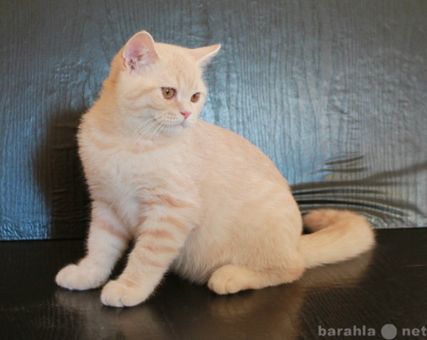 Продам: Британский кремовый котик