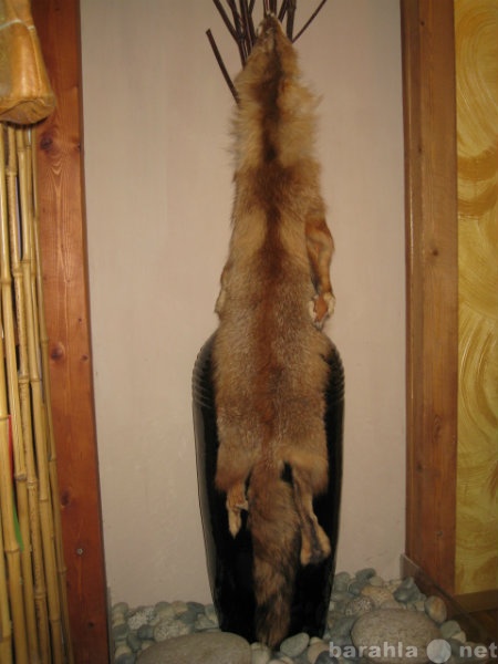Продам: шкурка лисы