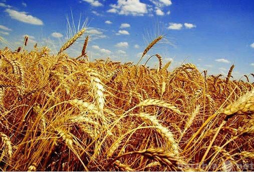 Продам: Пшеница оптом