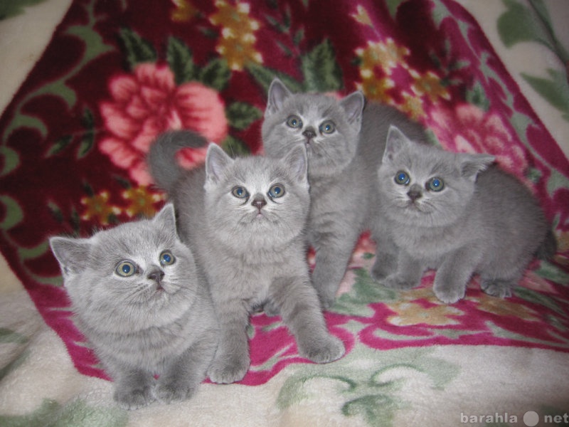 Продам: Чистокровные британские котята