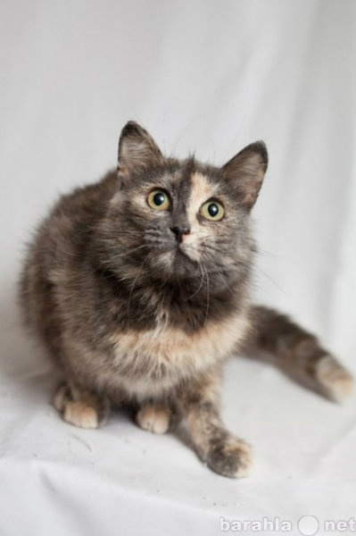 Продам: Илимпея- уникальная кошка