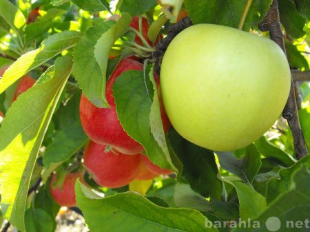 Продам: Реализация яблок от производителя