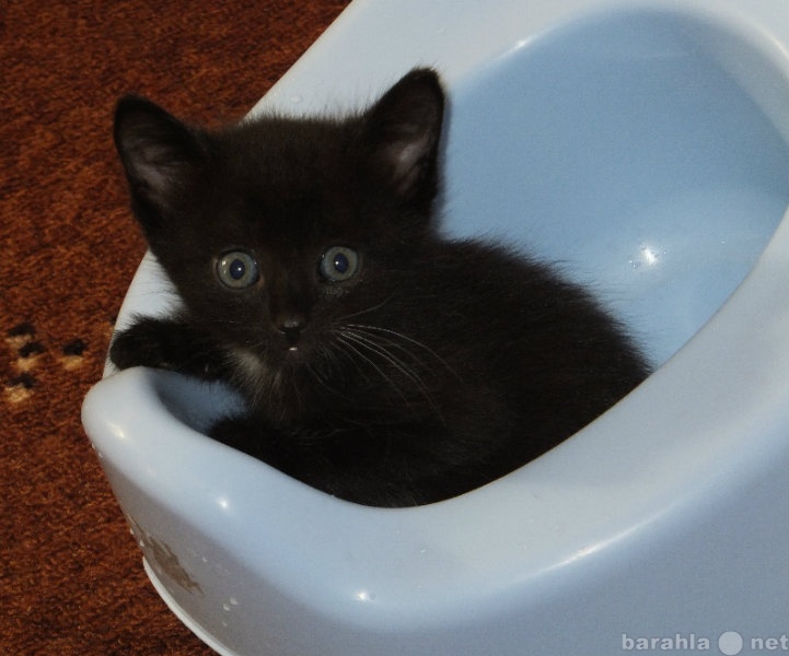Отдам даром: Черный котено даром