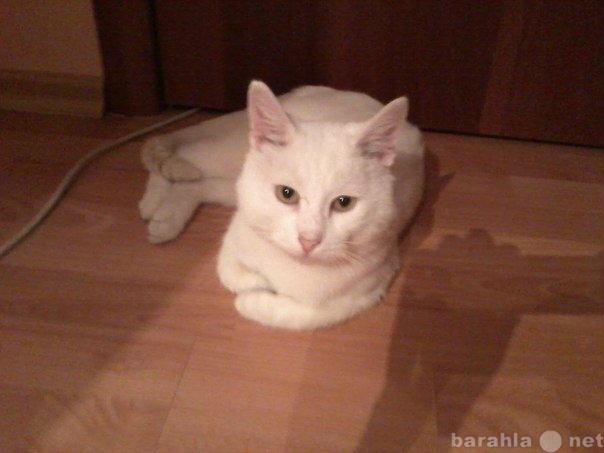 Отдам даром: Белоснежный кот