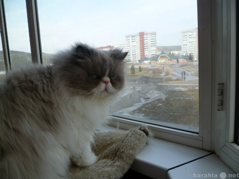Куплю: Потерялся персидский кот! Серо-белый