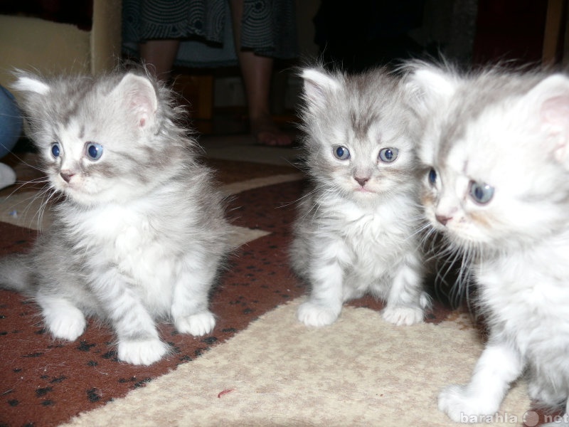 Продам: персидские котята