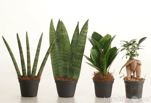Продам: Стильные мини-растения для дома и офиса