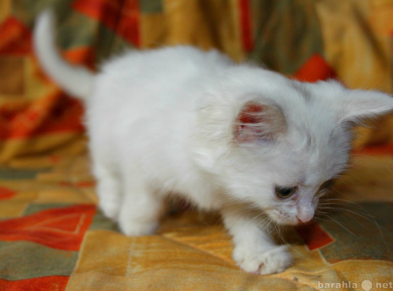 Отдам даром: беленького котенка