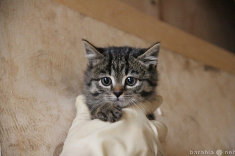 Отдам даром: котята в добрые руки