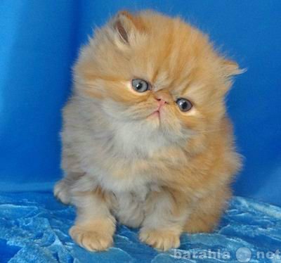 Продам: Элитные персидские котята