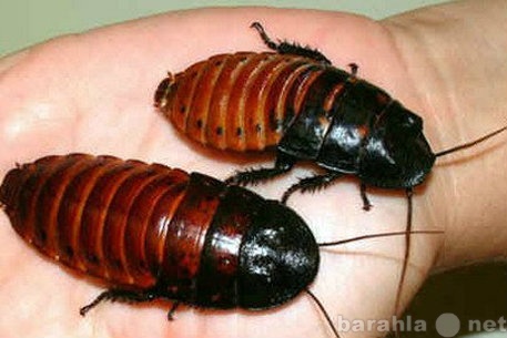 Отдам даром: Мадагаскарские тараканы