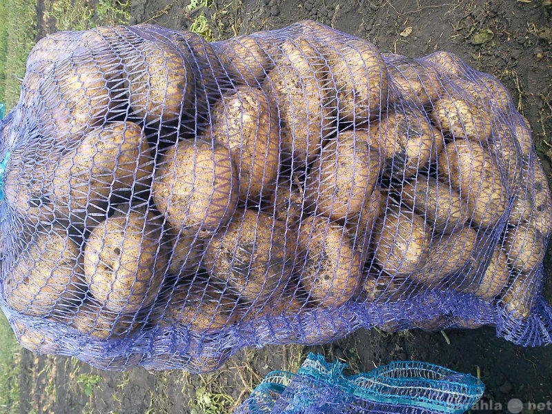 Продам: Картошка от 5 тонн от 8 руб