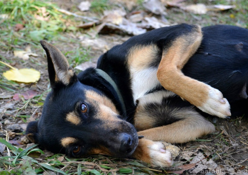 Отдам даром: собака с красивыми ушами