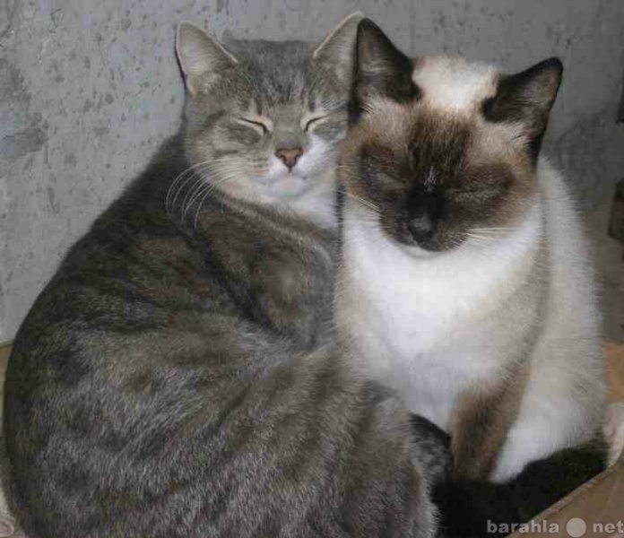 Отдам даром: двух месячные котята от сиамской кошки
