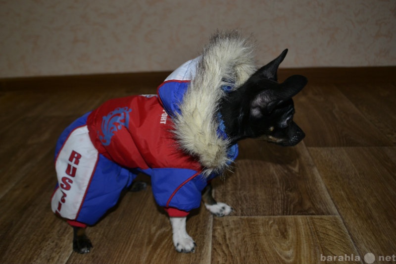 Продам: Курточка для собаки