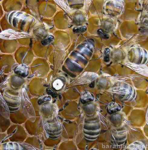 Продам: Пчелиные матки Серые горные Кавказские
