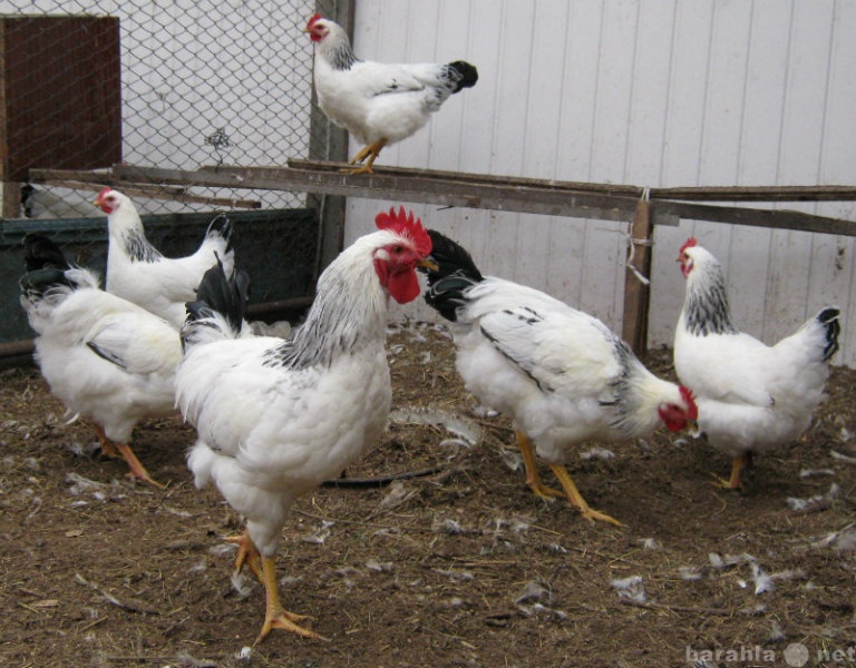 Купить куры Адлерские Серебристые яйцо/цыплята в Барнауле — объявление №  Т-6294118 (3183923) на Барахла.НЕТ