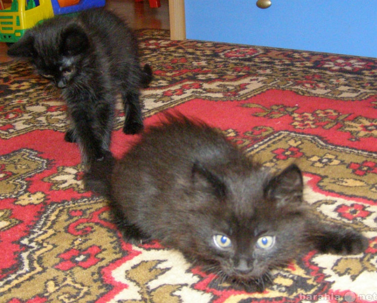 Отдам даром: 2 черных 2-х месячных котенка