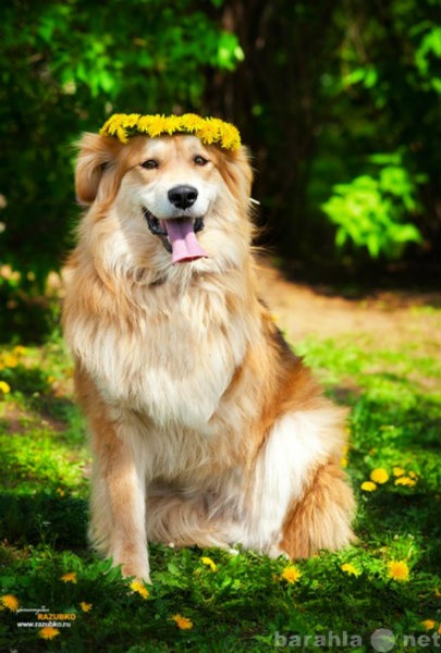 Отдам даром: Солнечный трогательный пёс