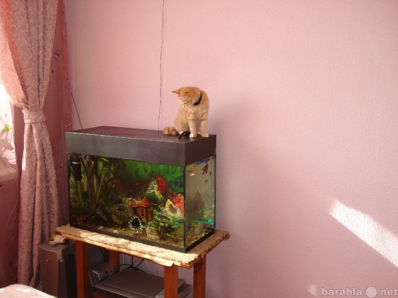 Продам: Аквариумные рыбки вместе с аквариумом.